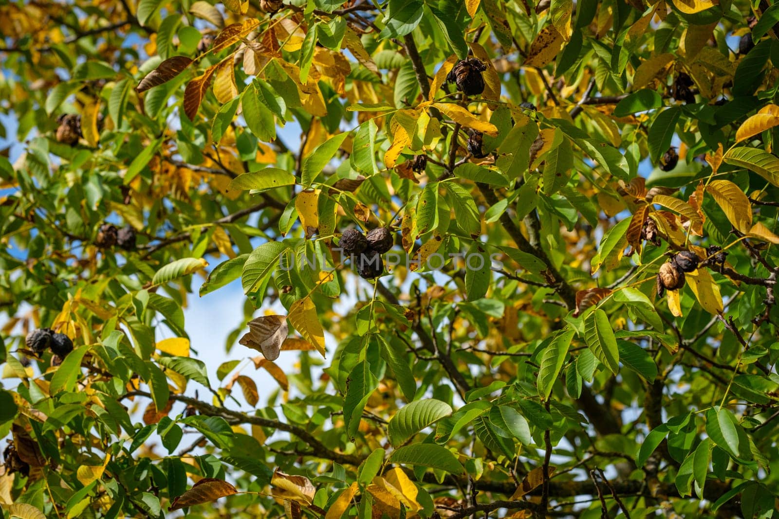 Ripe walnut in autumn coloured foliage plant