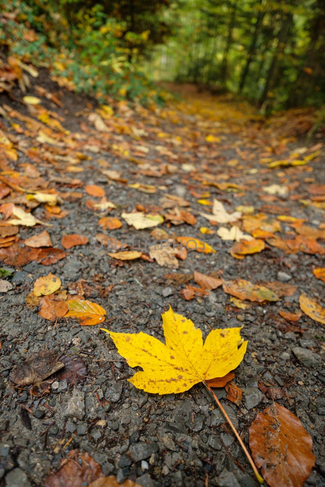 Yellow maple leaf in autumn on forest soil close-up