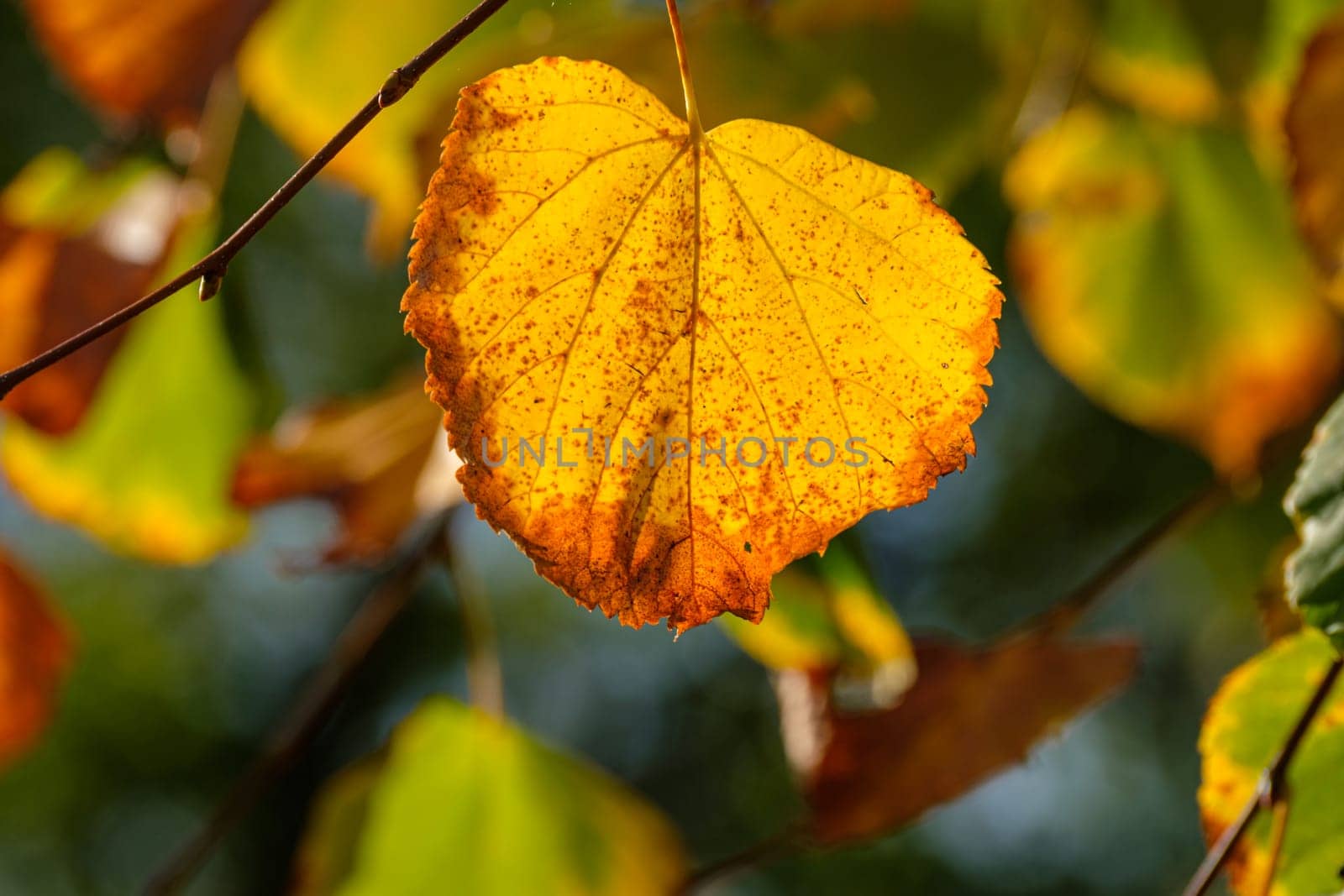 Yellow orange linden leaf in back lit of the sun close-up