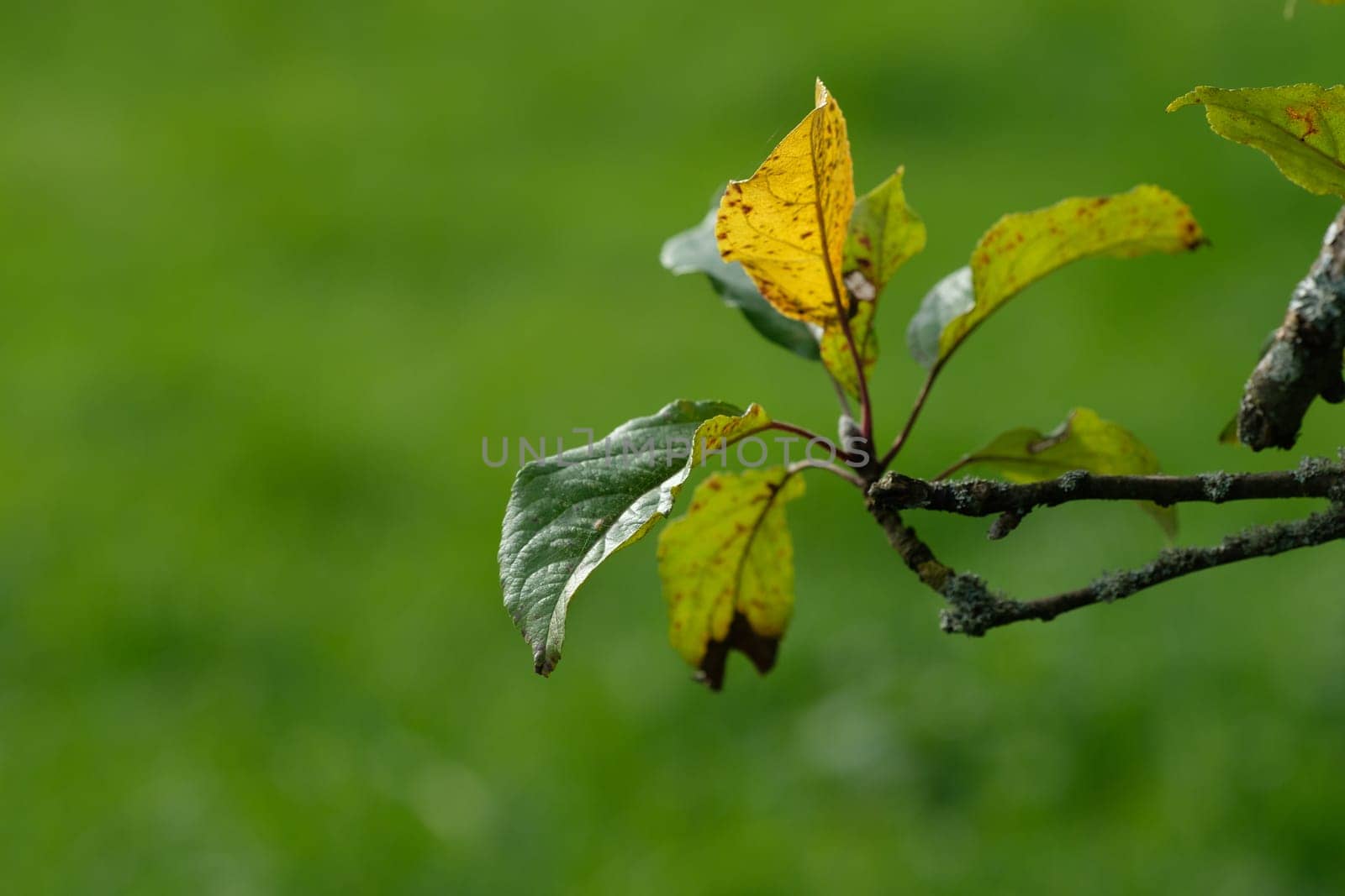 Apple tree twig with autumn foliage leaves close-up