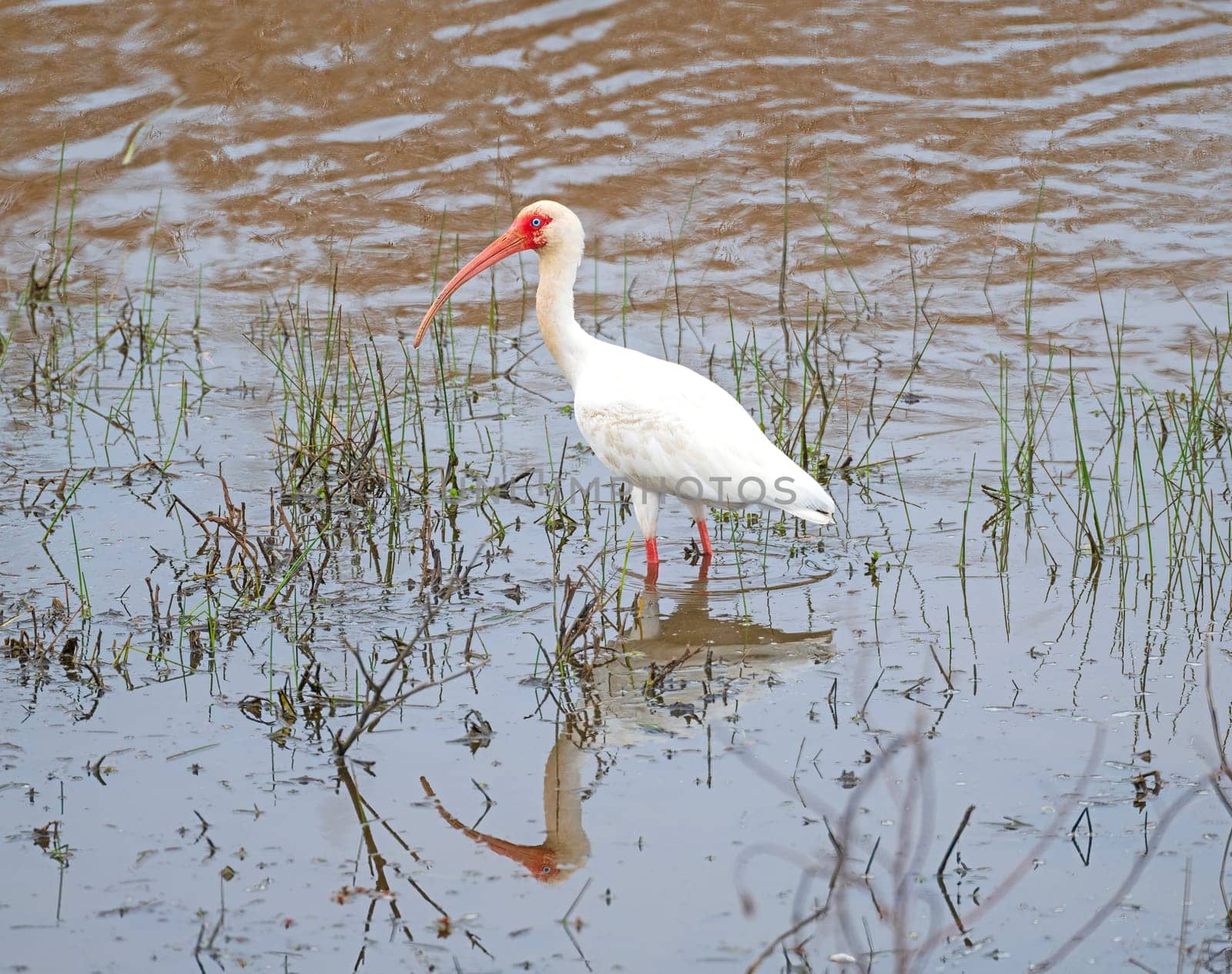 White Ibis Searching For Food in the Anahuac National Wildlife Refuge in Texas