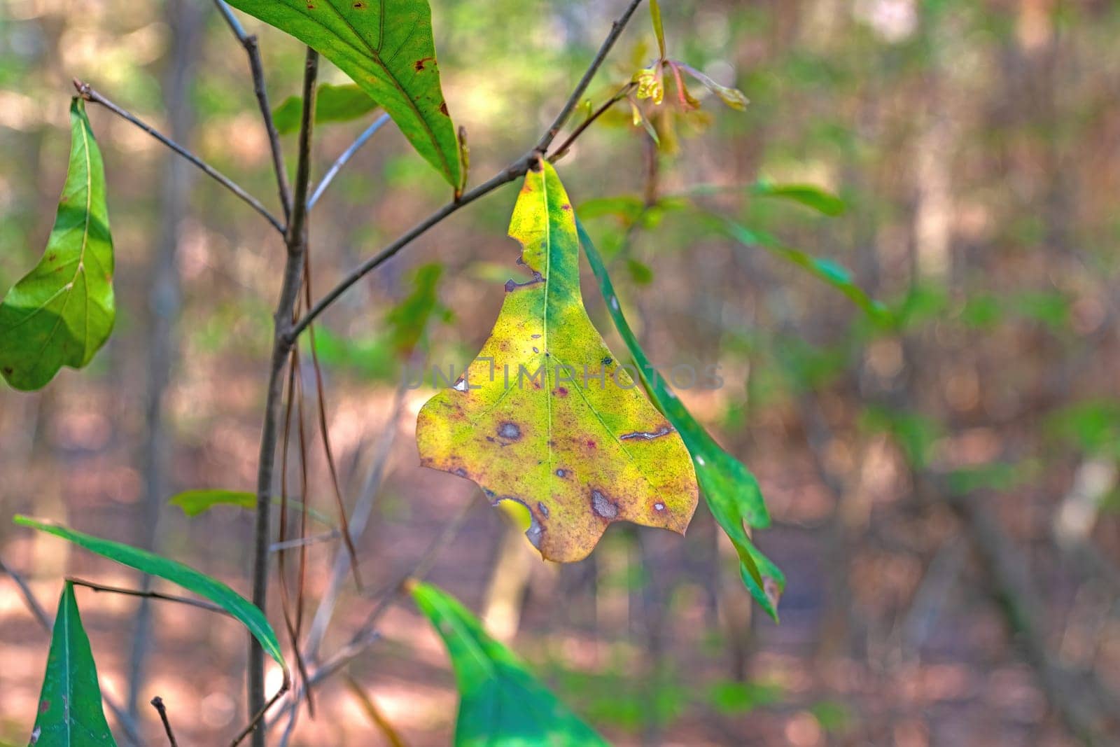 Mottled Leaf of a Water Oak in Nig Thicket National Preserve in Texas