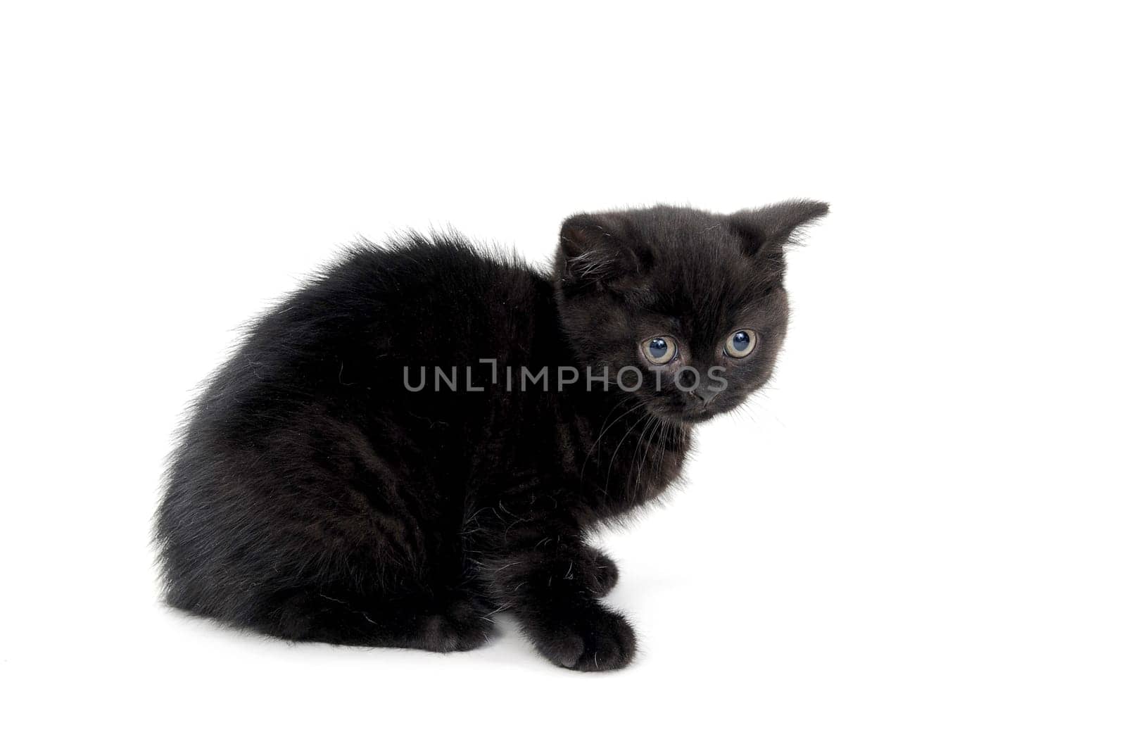 fluffy purebred black kitten sits sideways on an isolated background. High quality photo