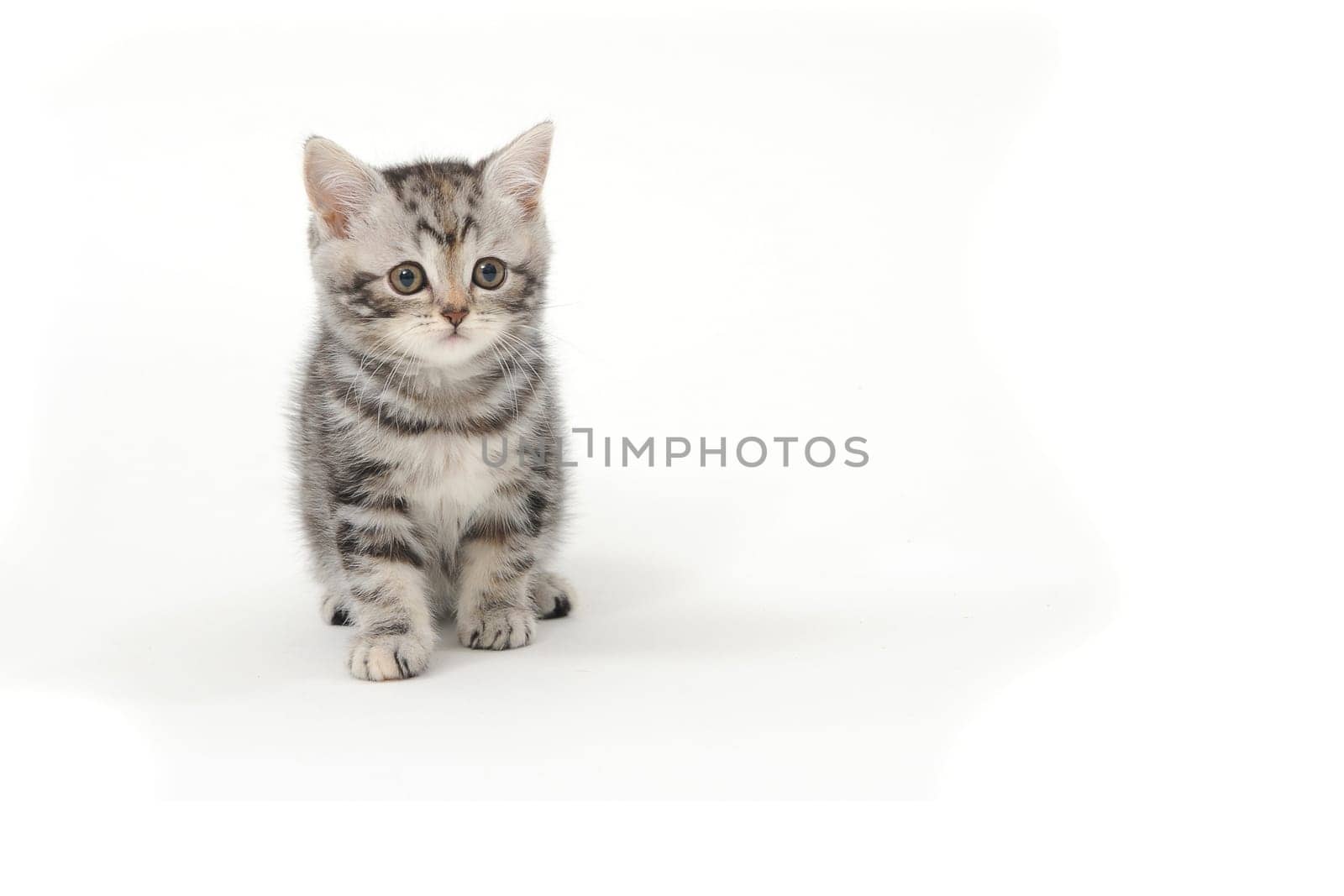 Fluffy purebred gray kitten on a white isolated background. High quality photo