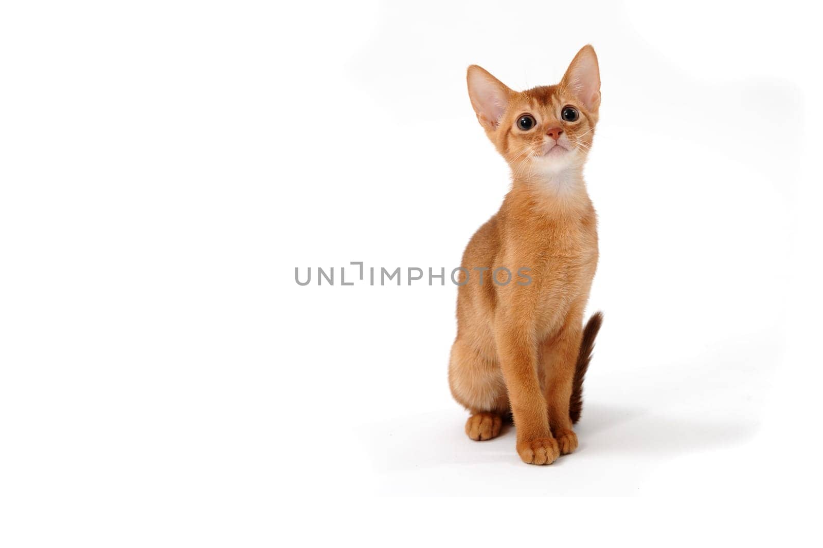 Abyssinian red kitten on a white isolated background. High quality photo