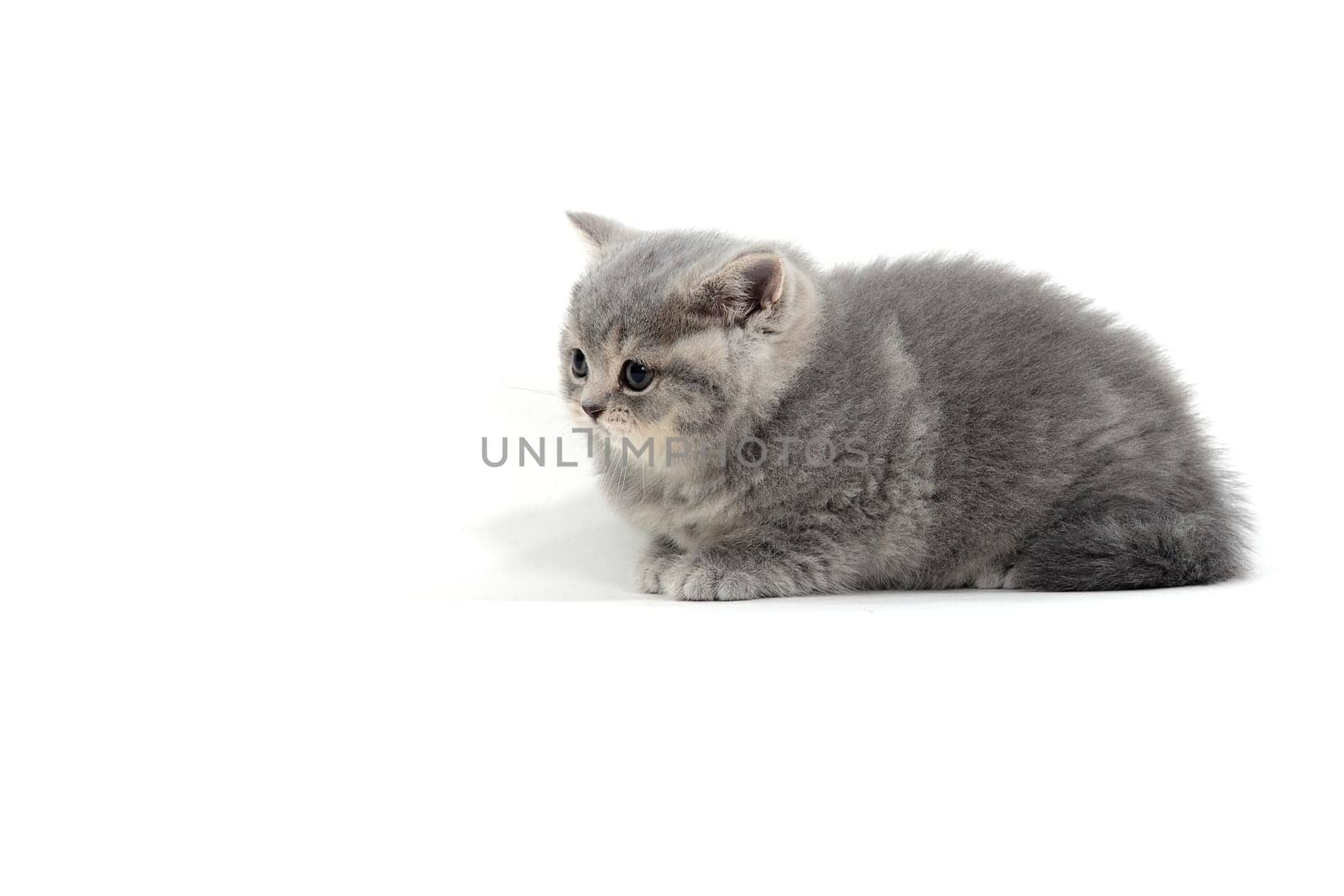 Fluffy purebred gray kitten on a white isolated background. High quality photo