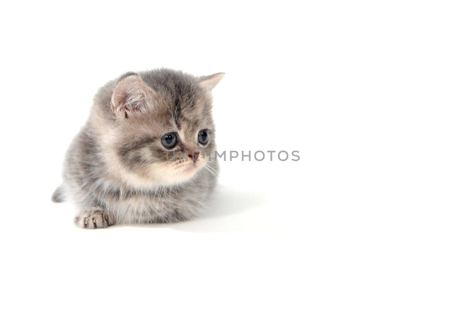 Fluffy purebred gray kitten on a white isolated background. High quality photo