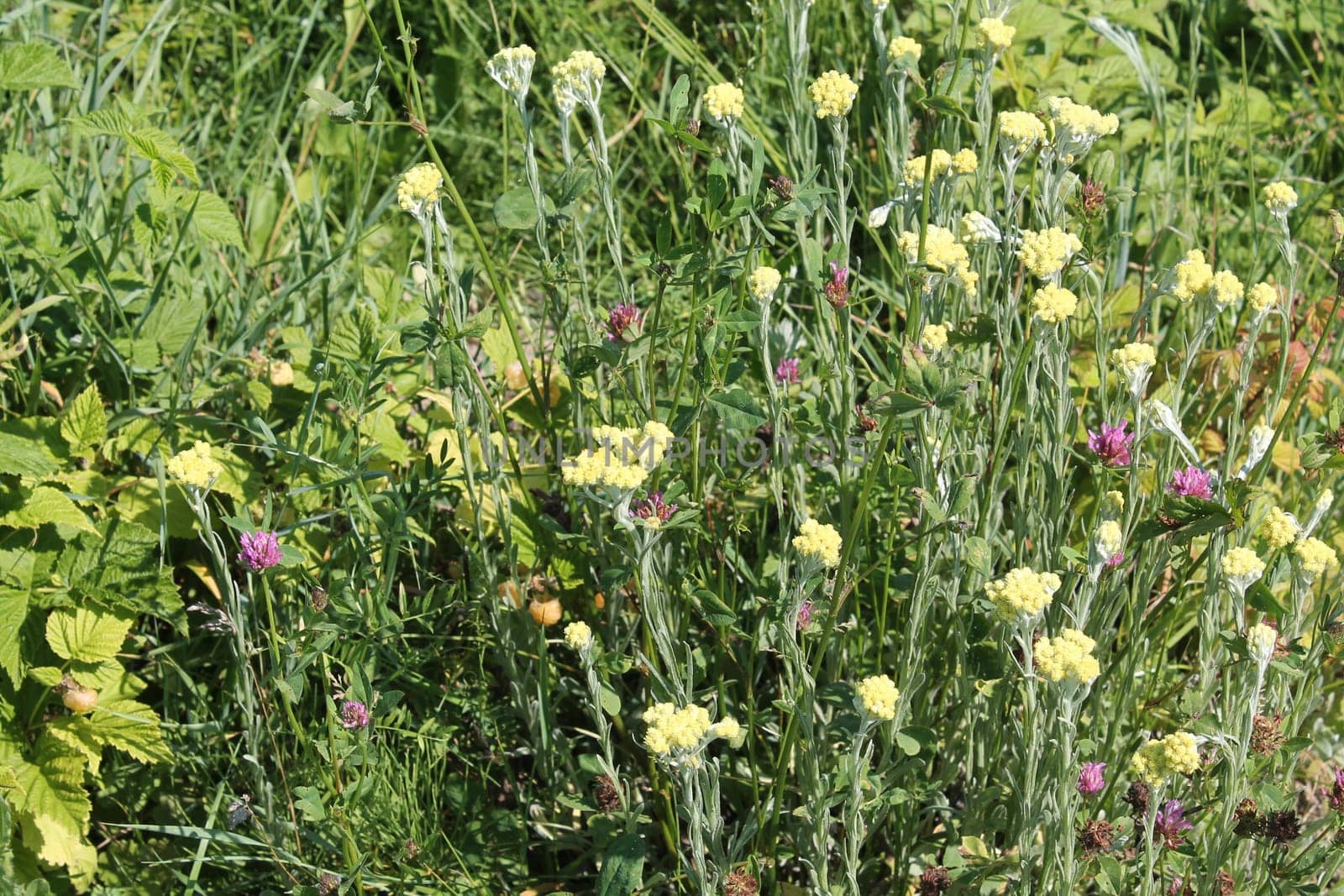 Summer flowers grew in a the garden