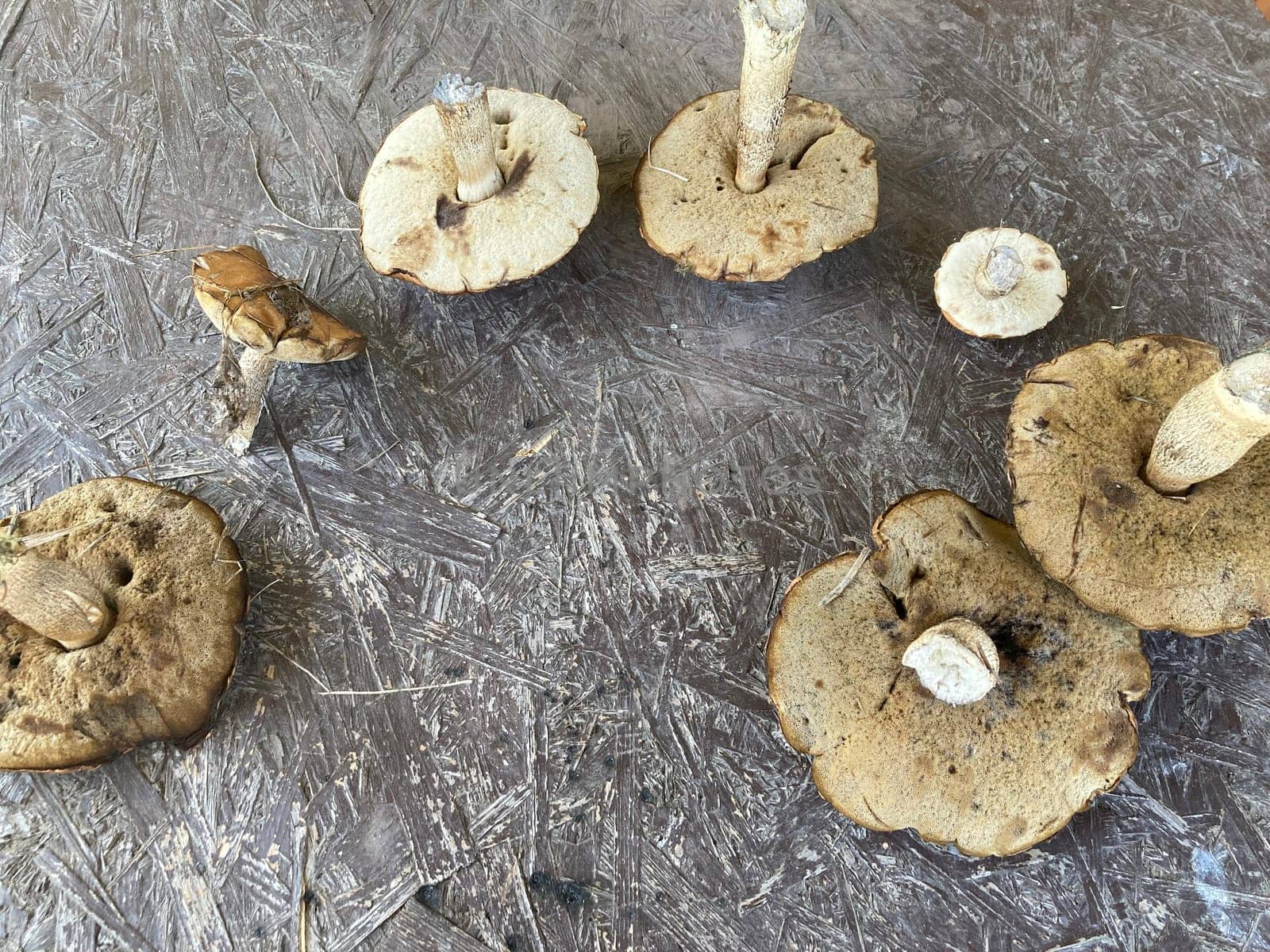 I collected edible aspen the mushrooms