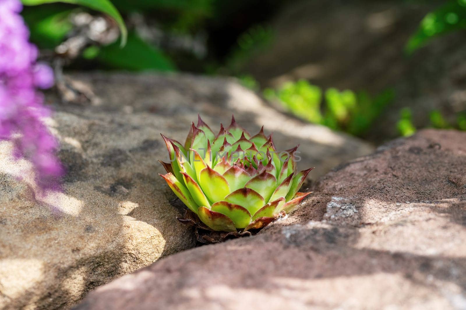 houseleek plants grows in a crevice between sandstones