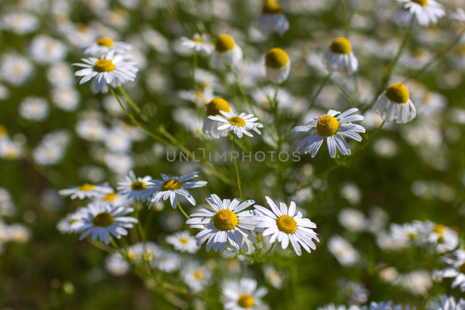 chamomile field in summer - soft focus