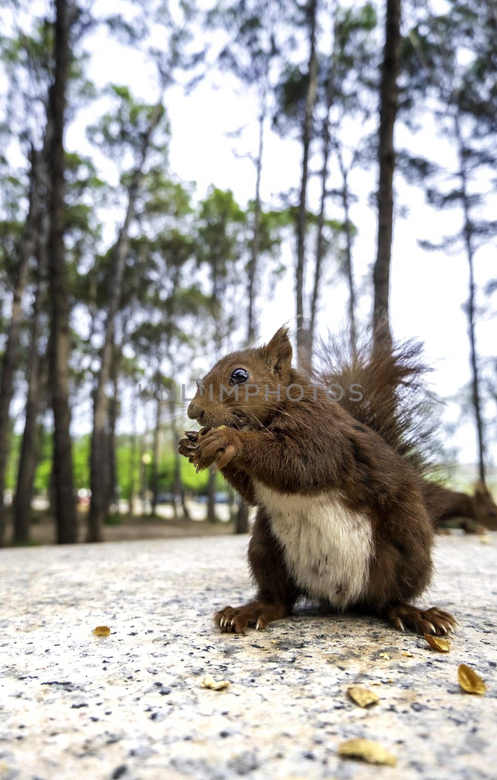 Detail of wild mammal animal eating in nature