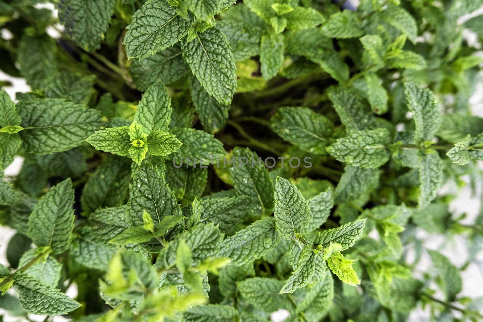 Detail of aromatic plant, natural medicine, nature