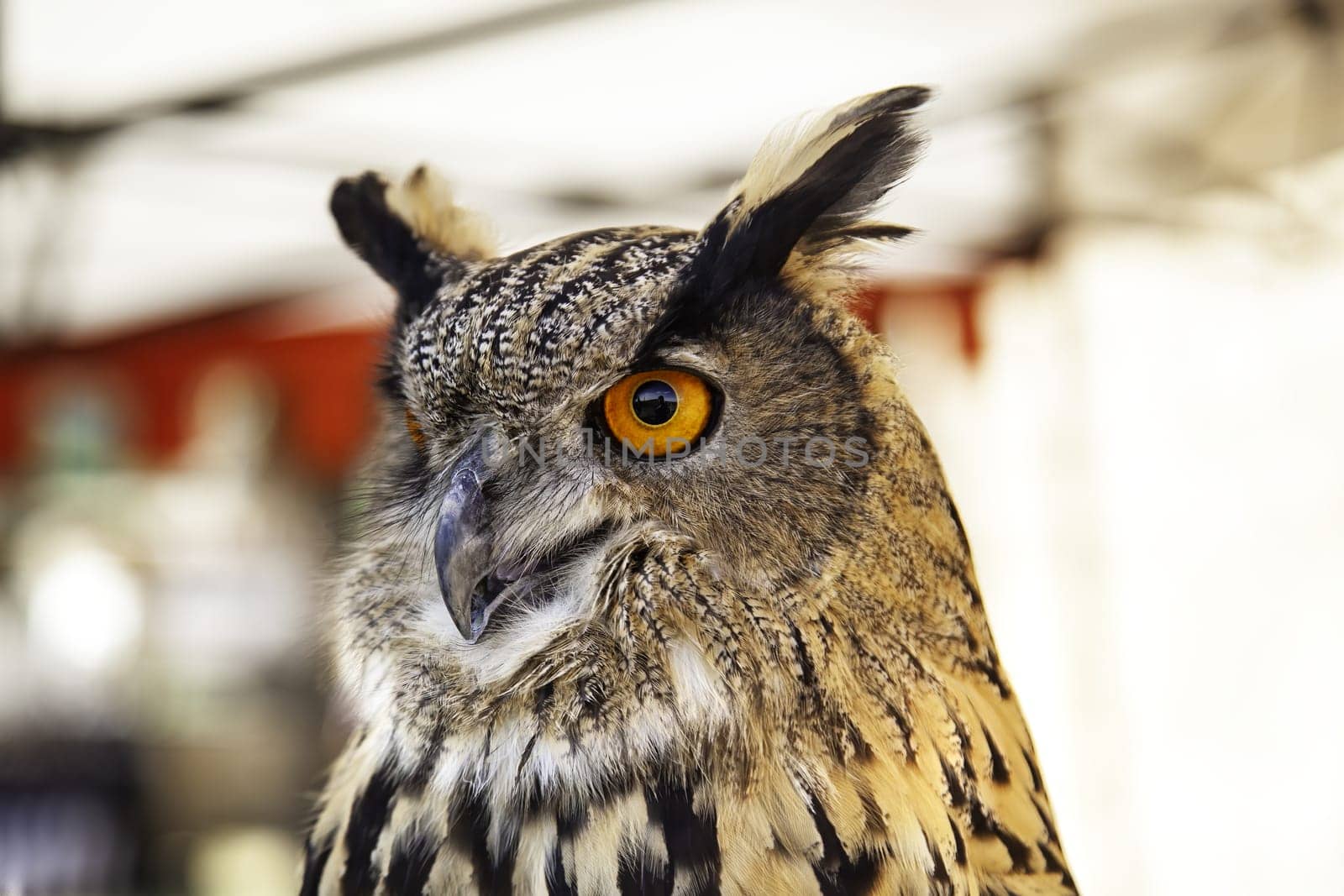 Detail of wild bird of prey in a falconry exhibition