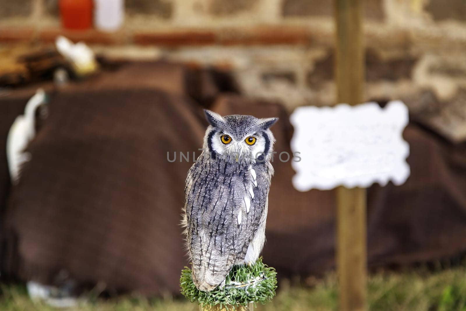 Detail of wild bird of prey in a falconry exhibition