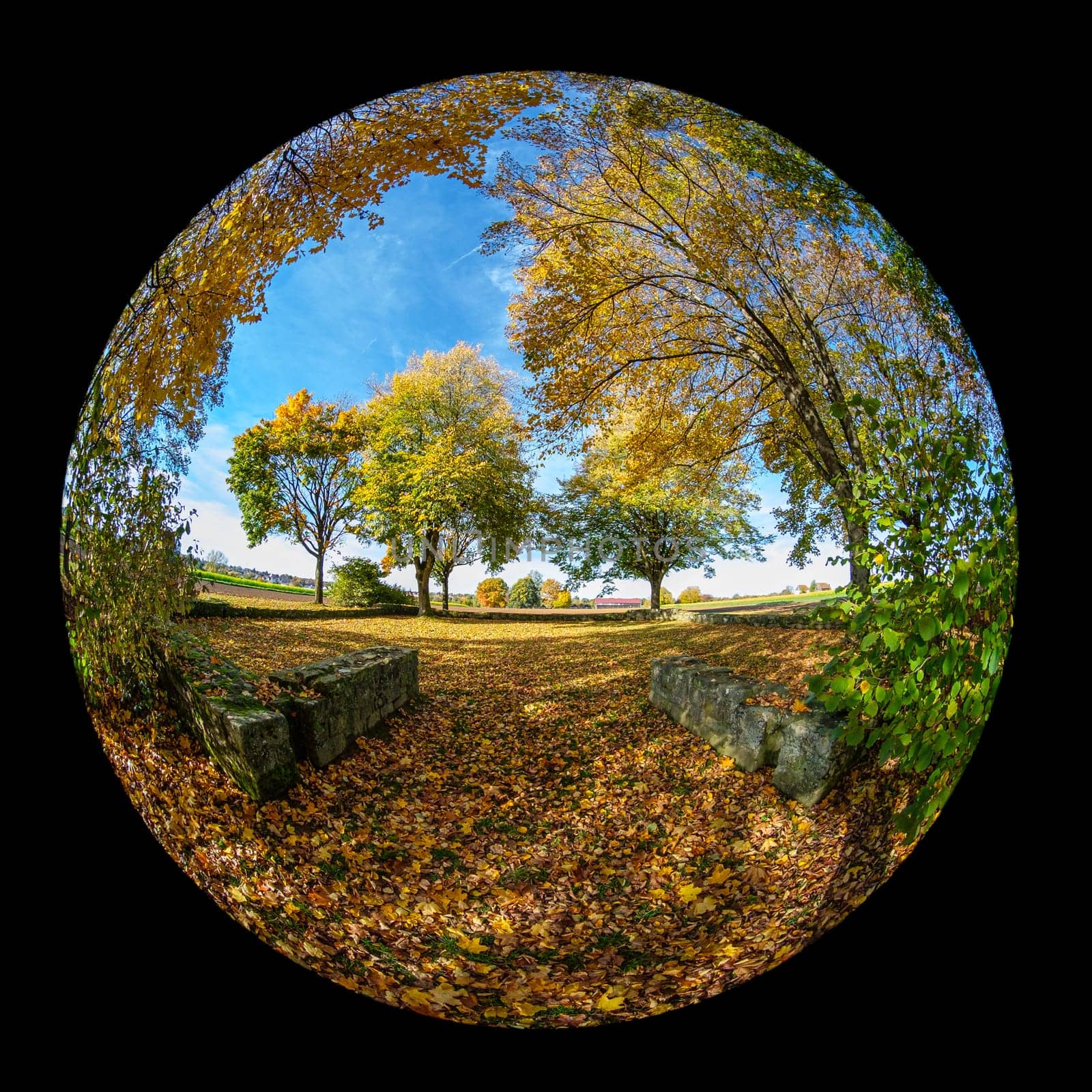 Forest in autumn colors landscape with fish-eye distortion