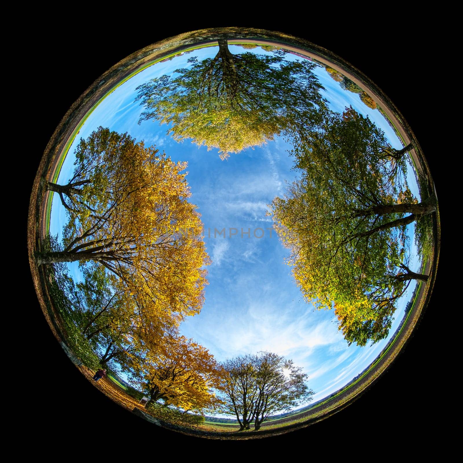 Trees in autumn coloring plant landscape with fish-eye distortion