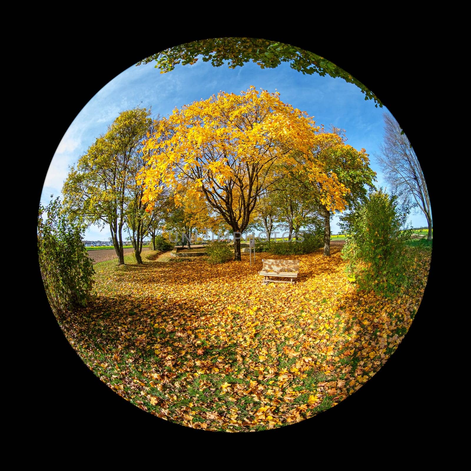 Trees in autum color foliage with bench with fish-eye distortion landscape