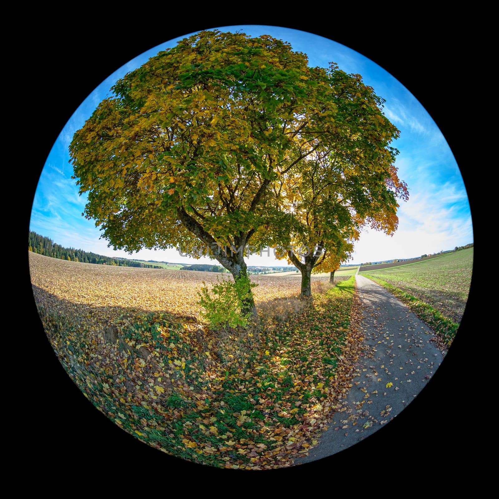 Maple trees in autuum colors and road with fish-eye distortion circle