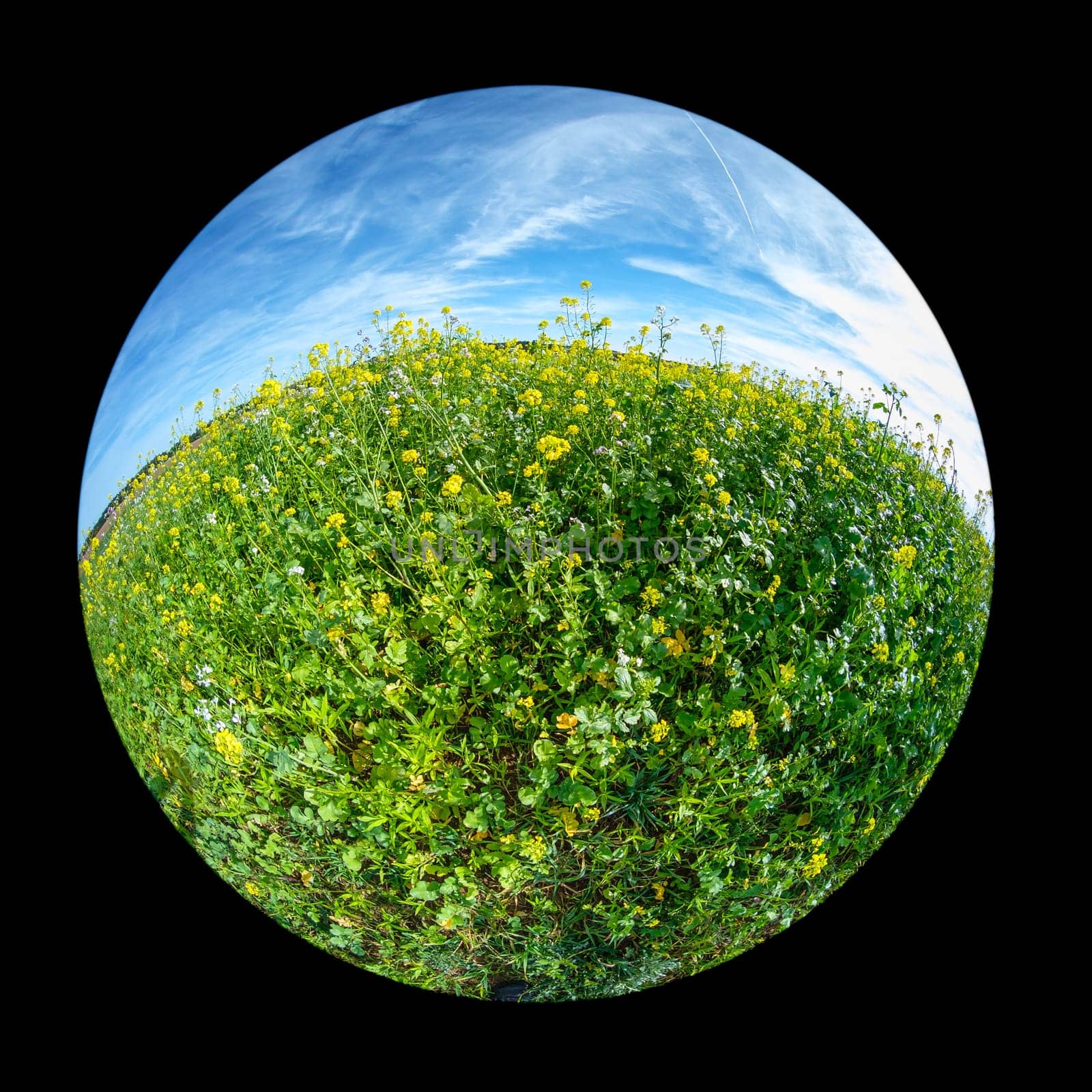 Green field of rape with yellow flowers and blue sky with fish-eye distortion