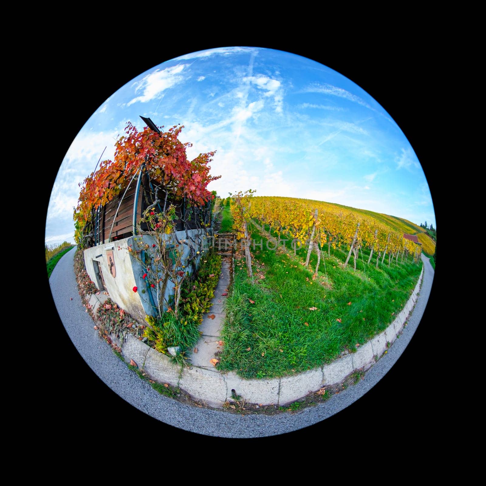 Hut in vineyard in autumn with blue sky with fish-eye distortion