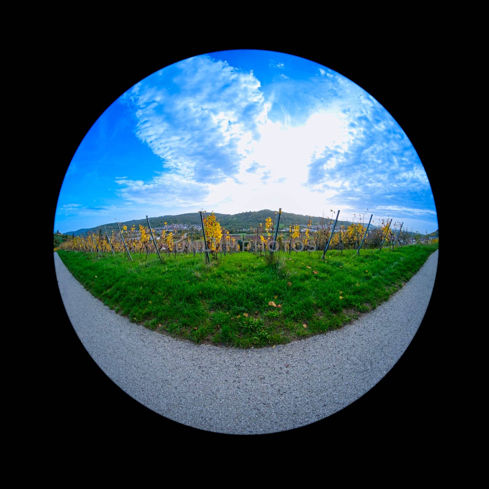 Road with meadow and vineyard in yellow autumn colors with fish-eye distortion effect