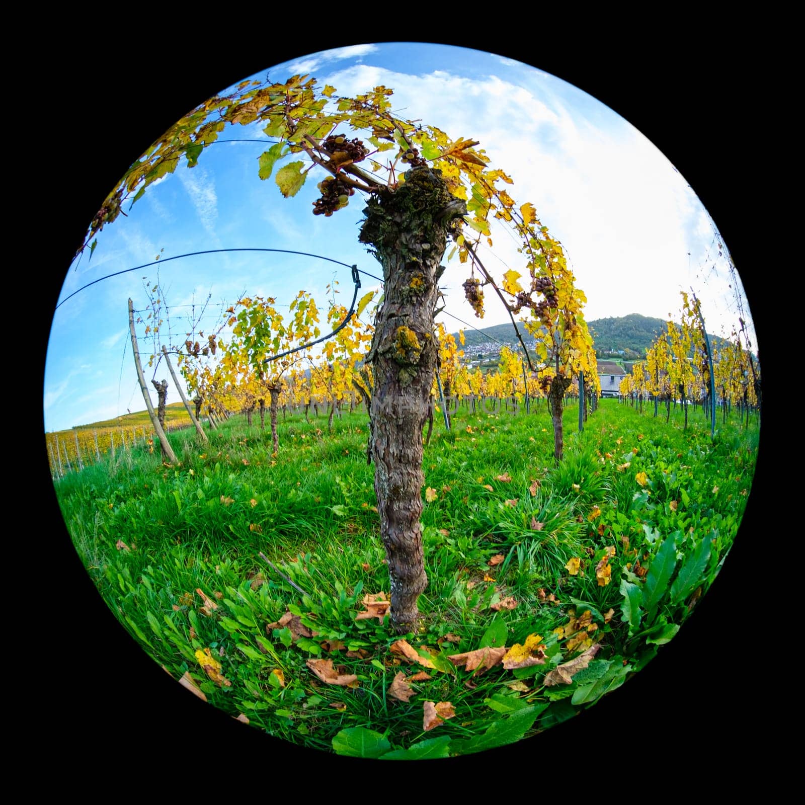 Old vine plant with bark in vineyard with fish-eye distortion