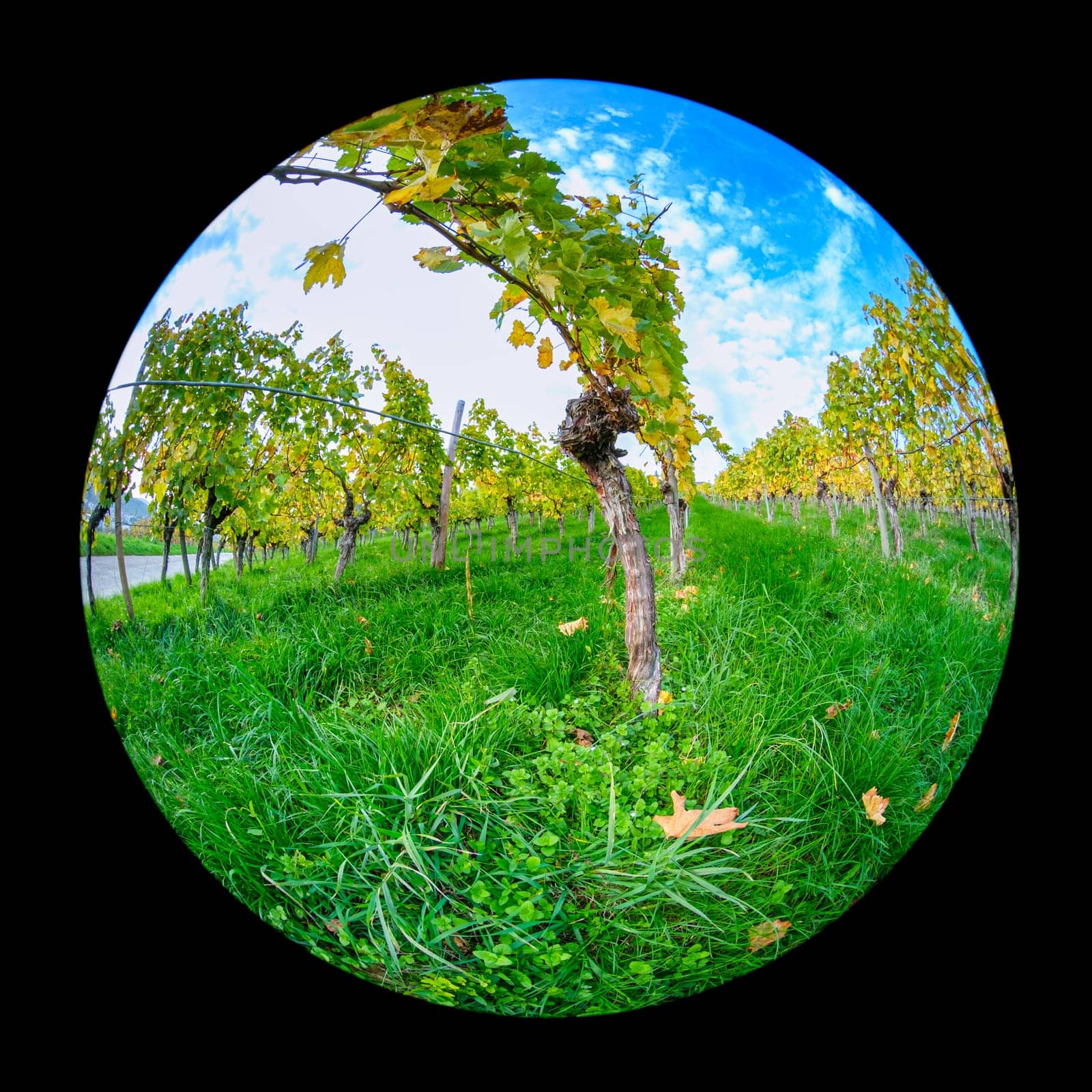 Vine plant with bark in vineyard with fish-eye distortion
