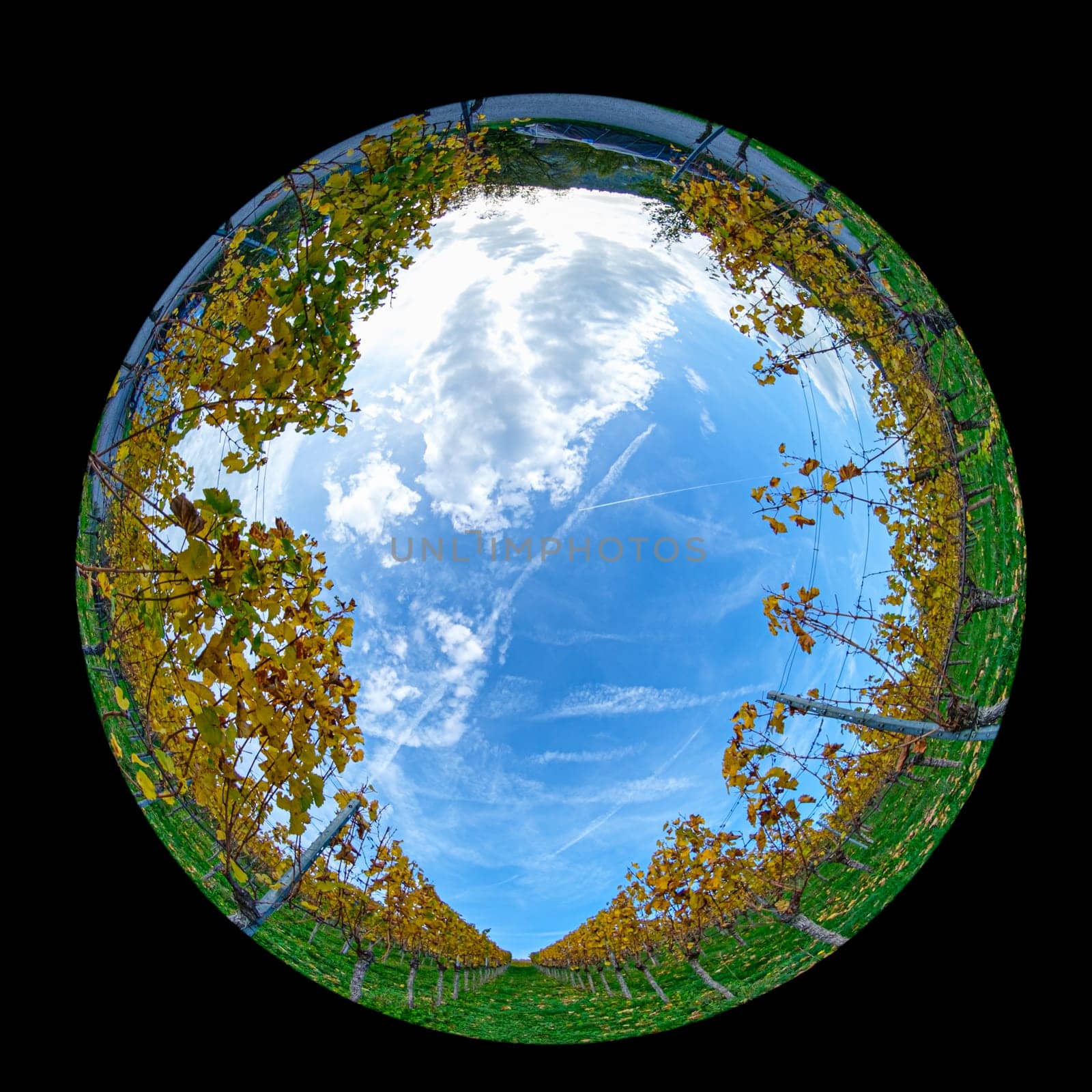 Round fish-eye distortion of vines in vineyard in autumn colors landscape