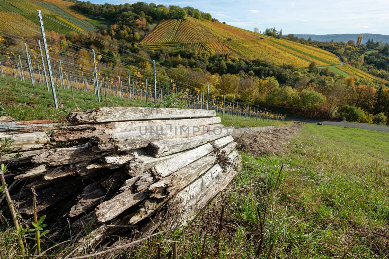 Heap of timber in front of a vineyard in autumn color landscape