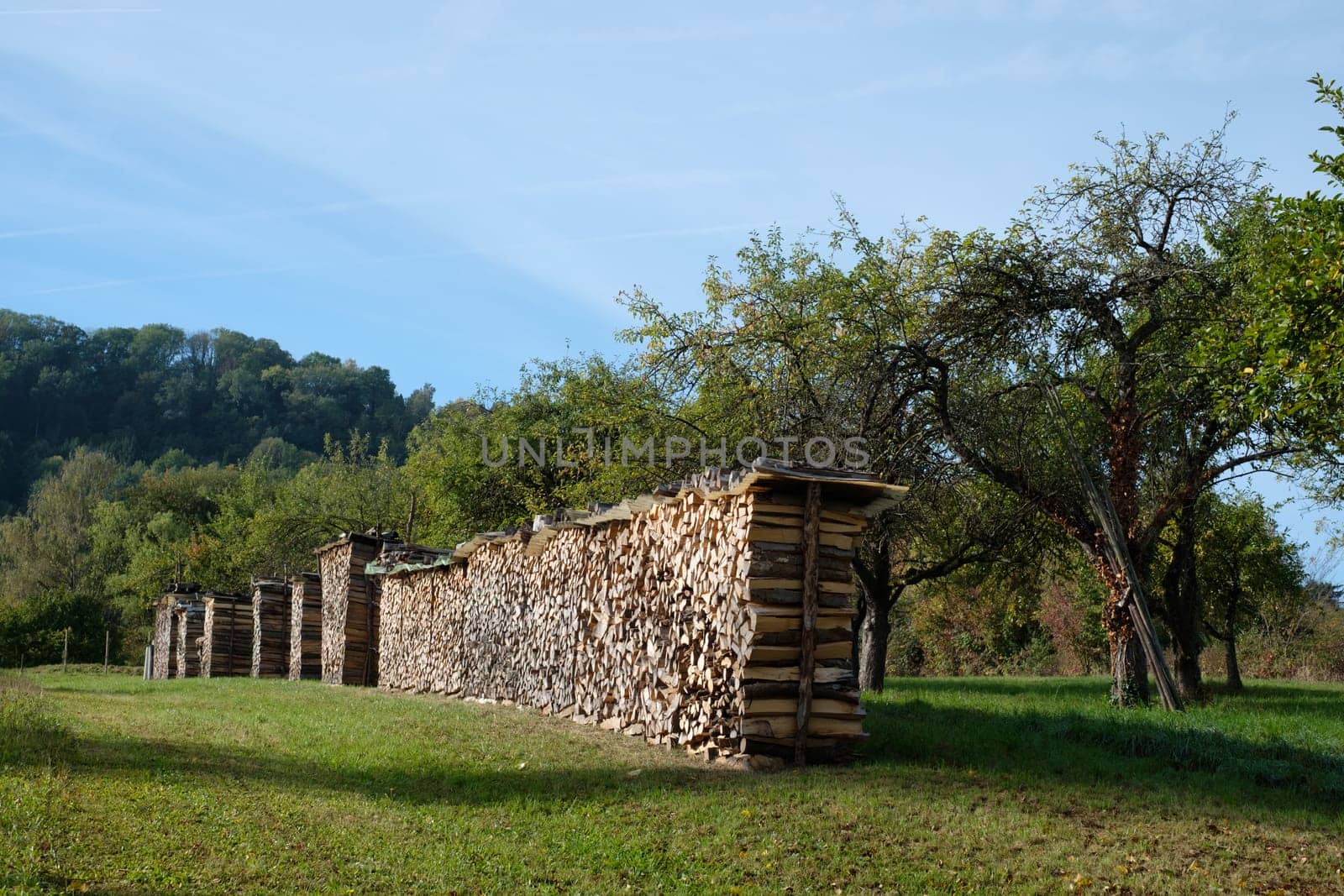 Pile of dried wood on a green meadow with trees