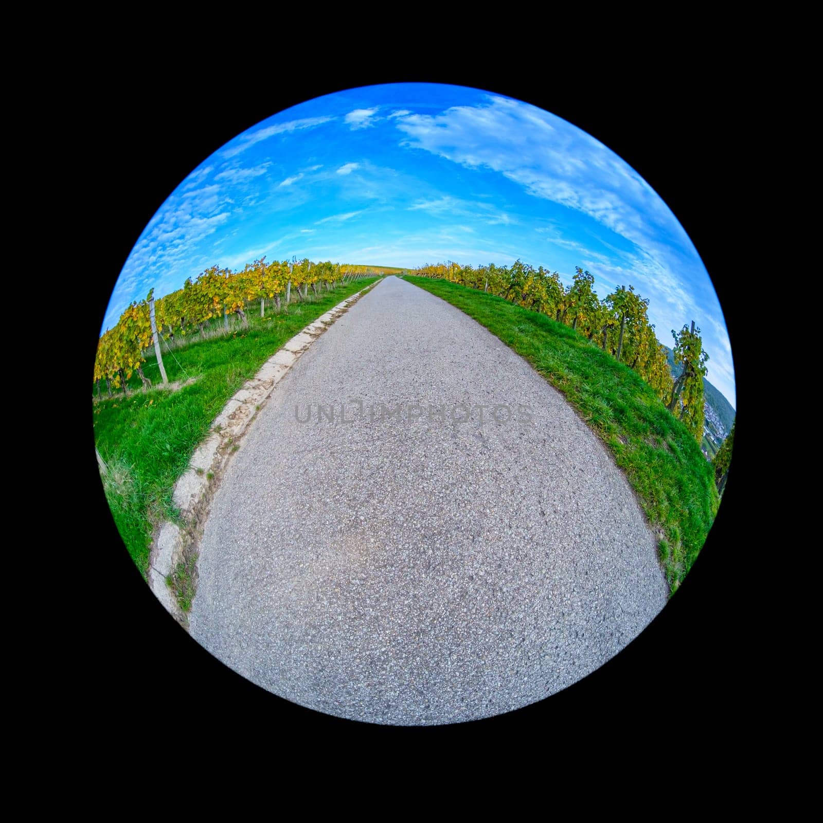 Huge road in vineyard and blue sky with fish-eye distortion