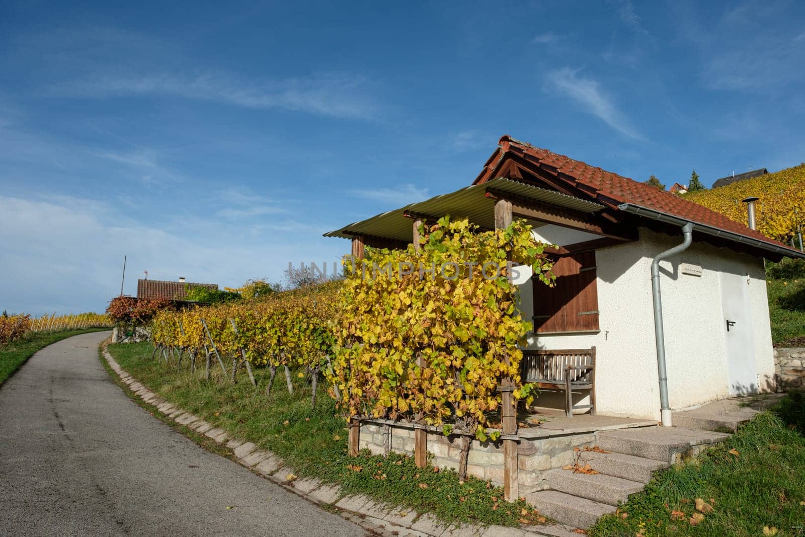 Hut with yellow colored autumn vines and leaves of a vineyard