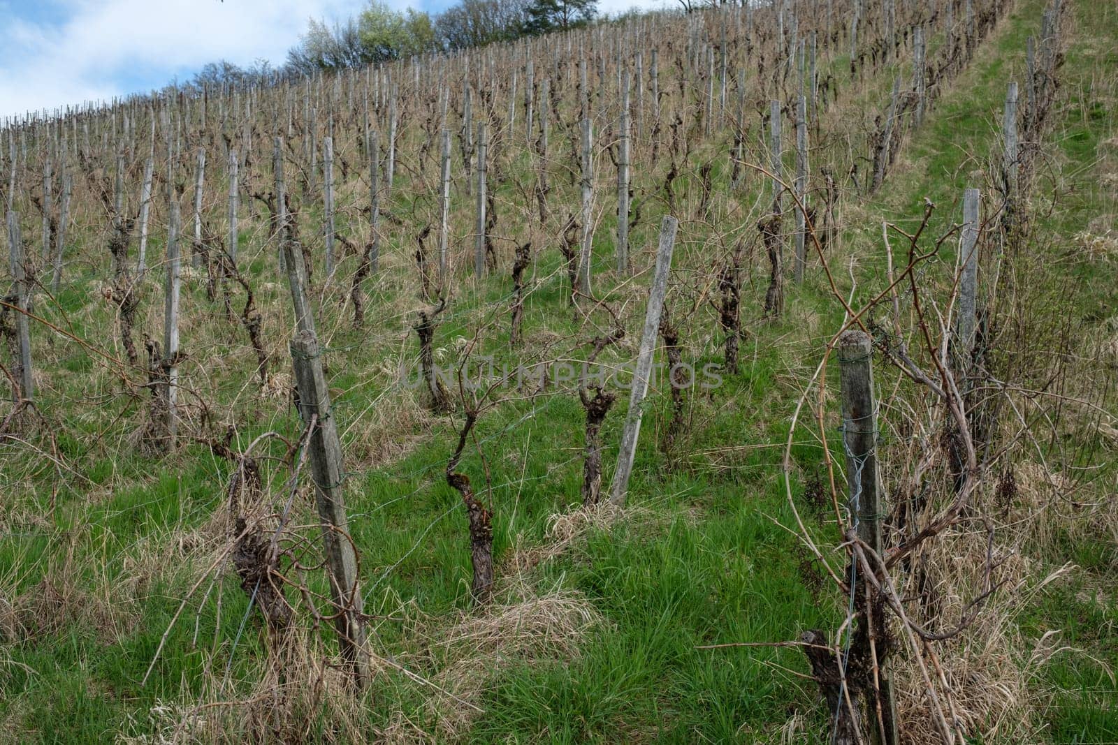 Unkempt vineyard landscape in Germany