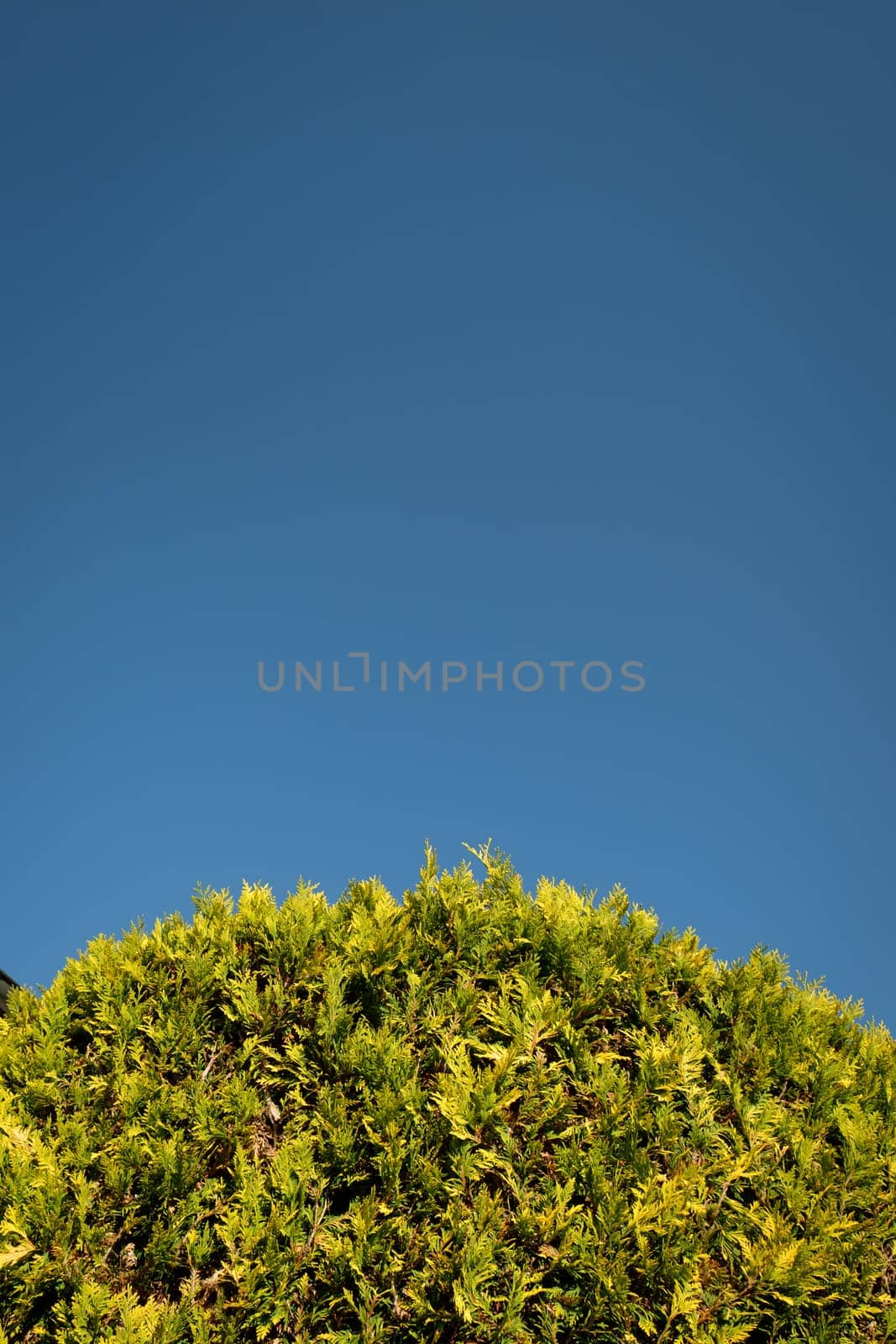 Top of a green american arborvitae thuja tree with blue sky text space