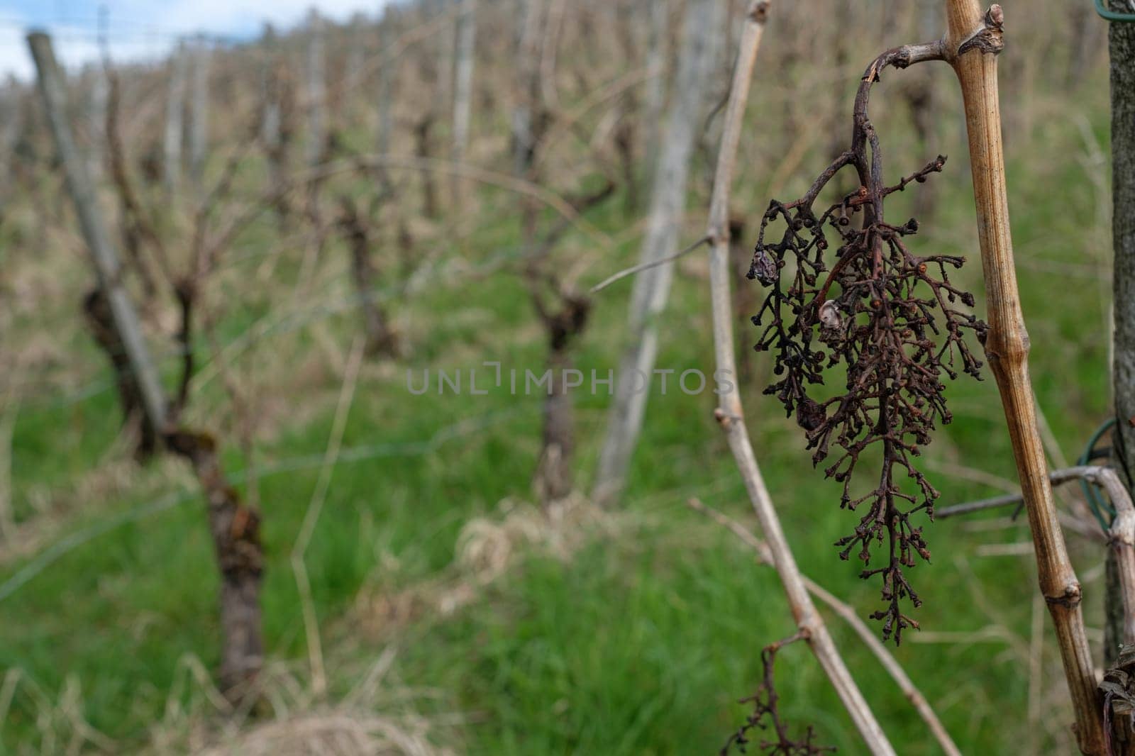Dried grapes in a unkempt vineyard close-up Germany