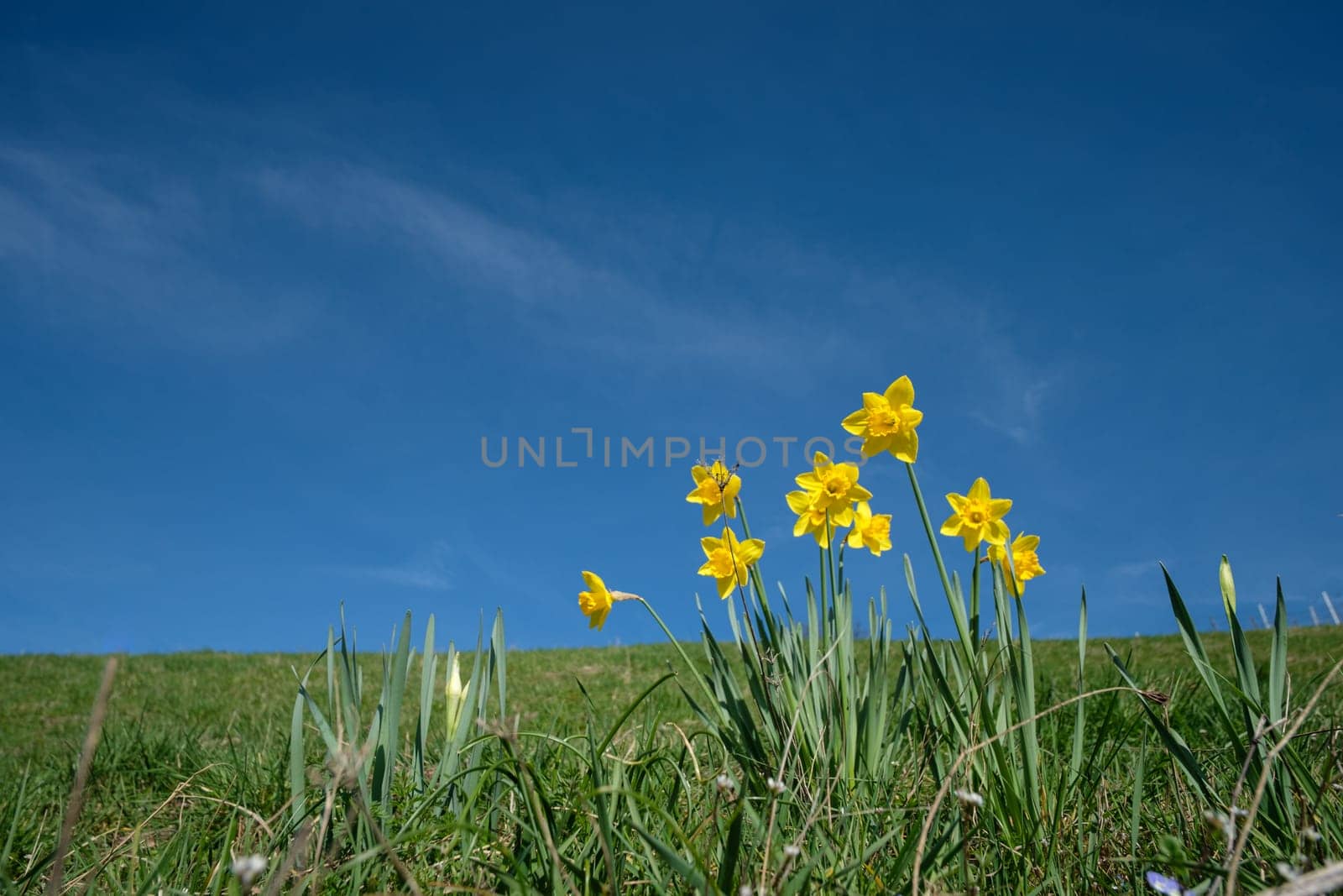 Yellow flower of daffodil (Narcissus pseudonacissus) on green meadow and blue skiy