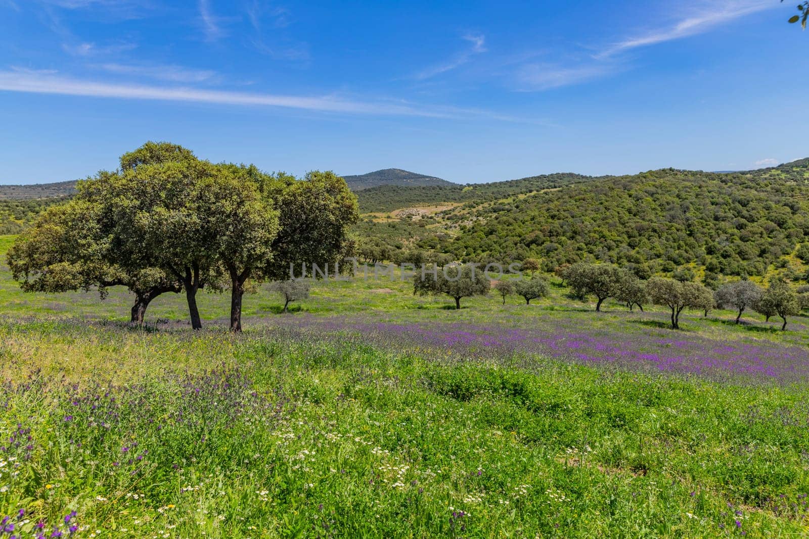 A field with wild plants and trees in a farm outside Granada, Andalucia, Spain