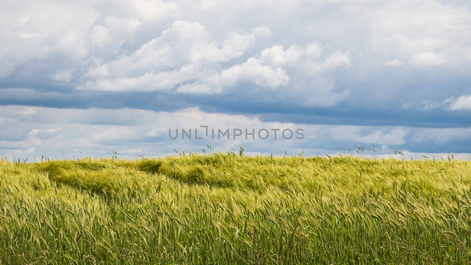Beautiful wheat field in the spring in the Larzac, in France, photographed under magnificent clouds