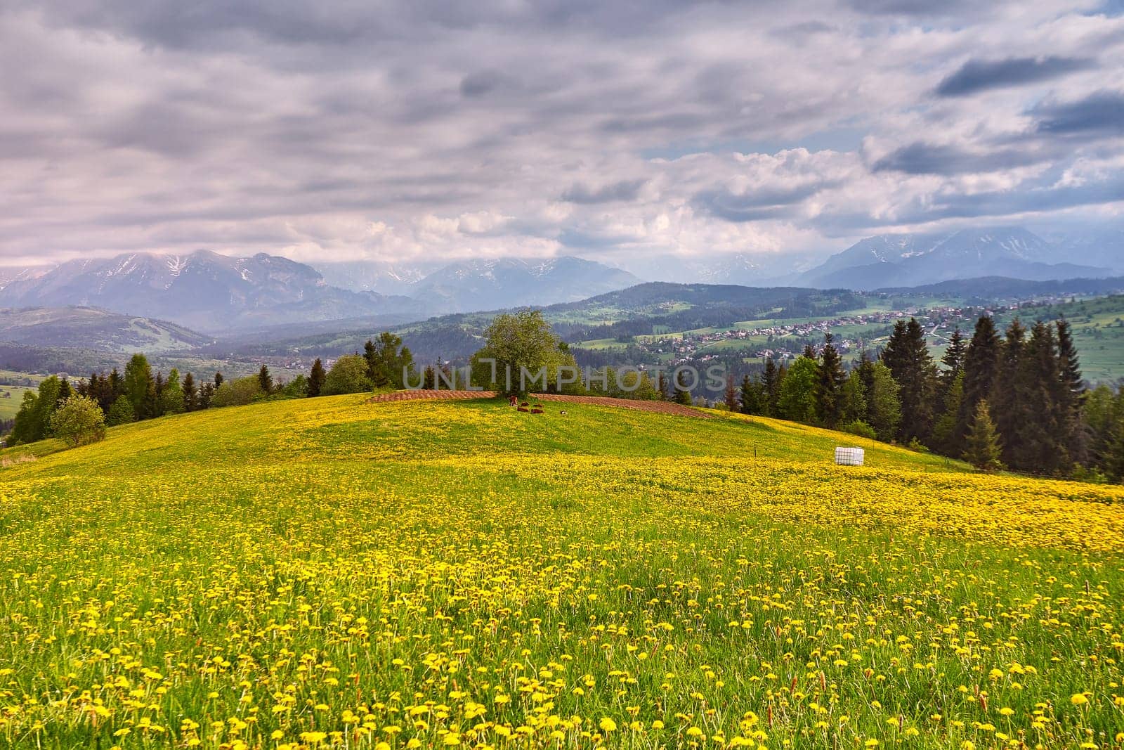 Flock of calves on blooming dandelion spring fields. Mountain ridge over blue sky in Zakopane, Poland. Beautiful warm day in spring Tatras. Mountains Landscape Panorama