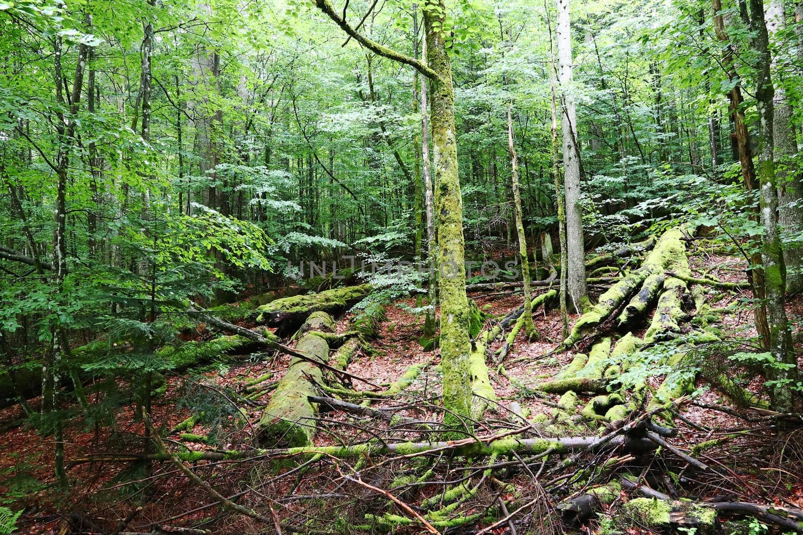 Fallen and mossy trees remain in the Bavarian Forest National Park