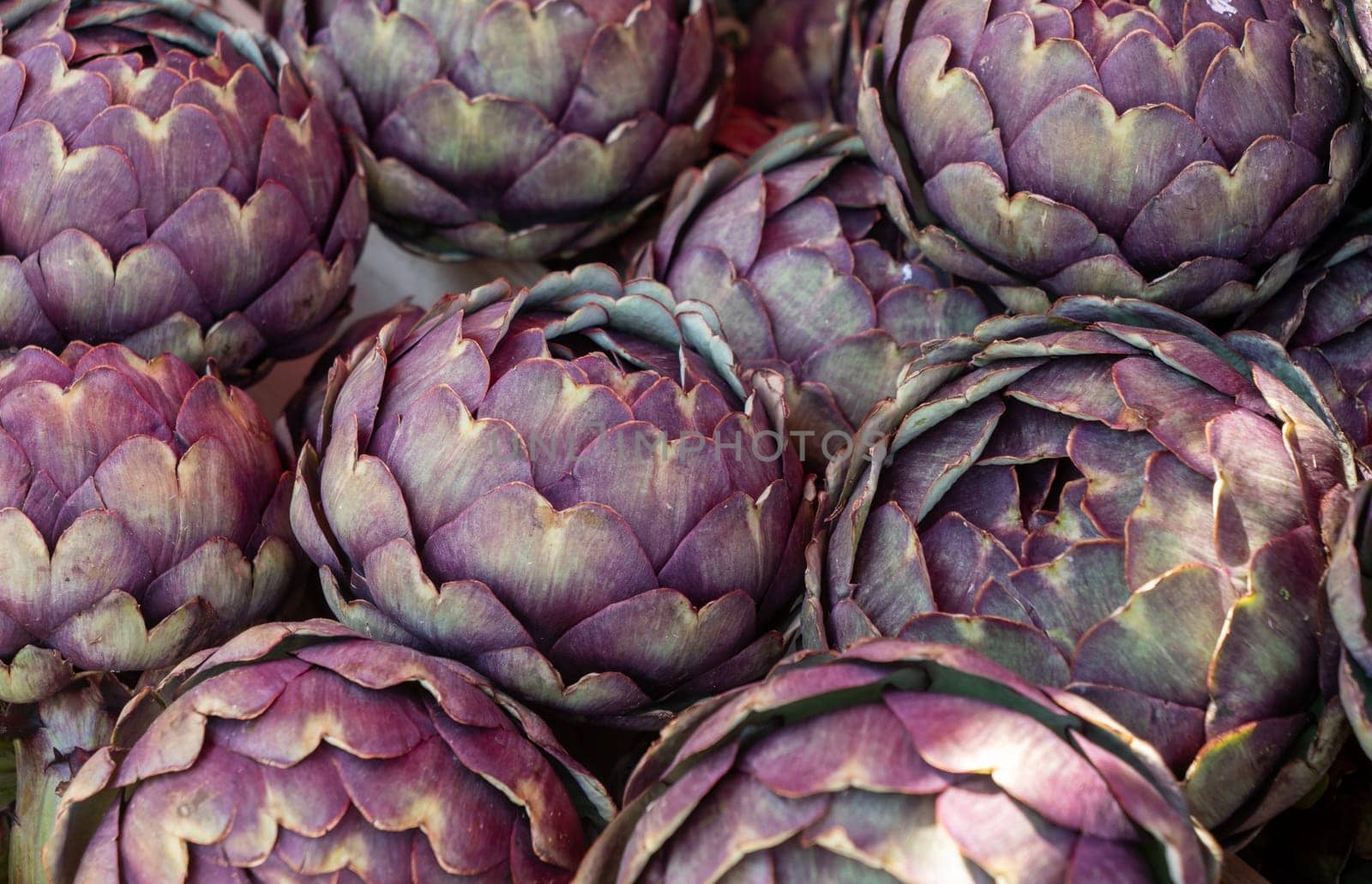 background of purple artichokes