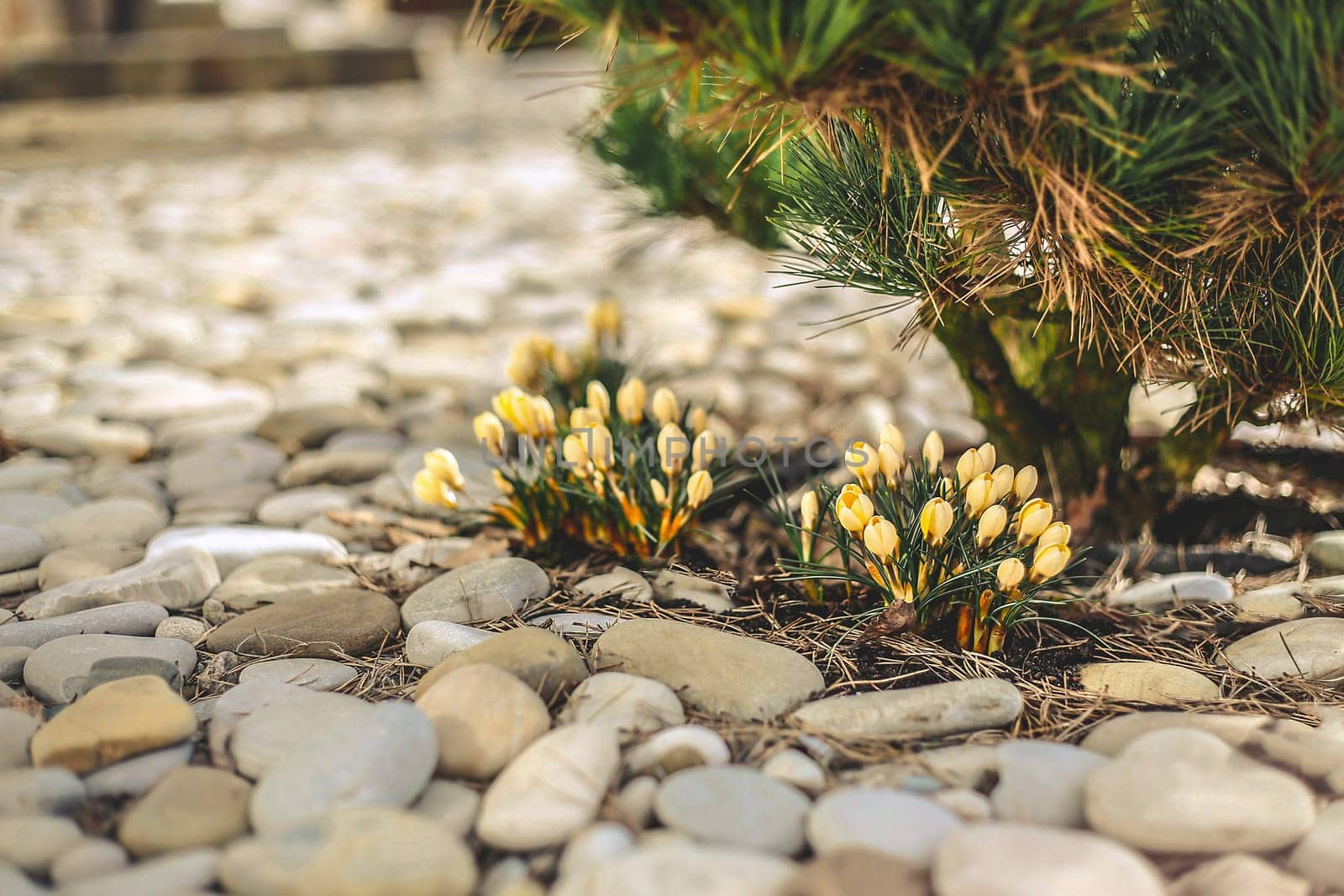 Yellow flowers bloom (Kro?K?s) under a pine tree in a sunny garden filled with pebbles