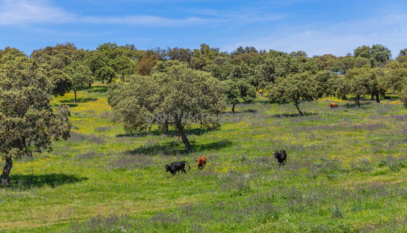 black bulls in a bull farm (for bullfights) near Granada, Andalucia, Spain