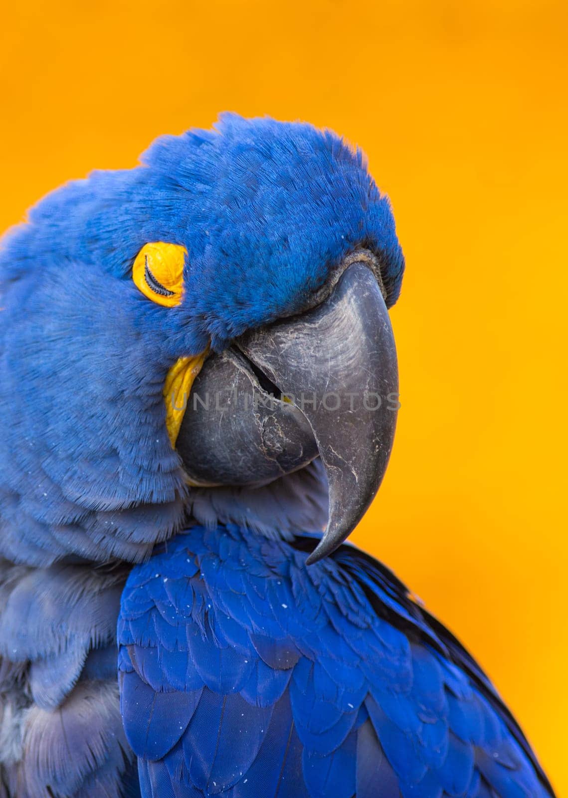Big blue parrot, Hyacinth Macaw,  rare blue bird closing its eyes photographed over orange background