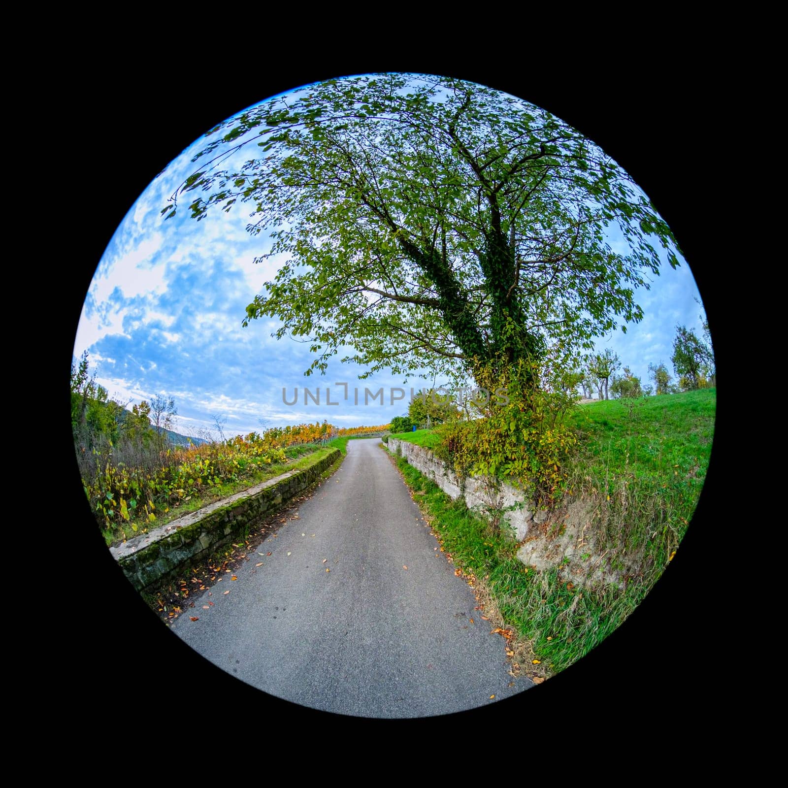 Road with vineyard and cherry tree in autumn scene landscape with fish-eye distortion
