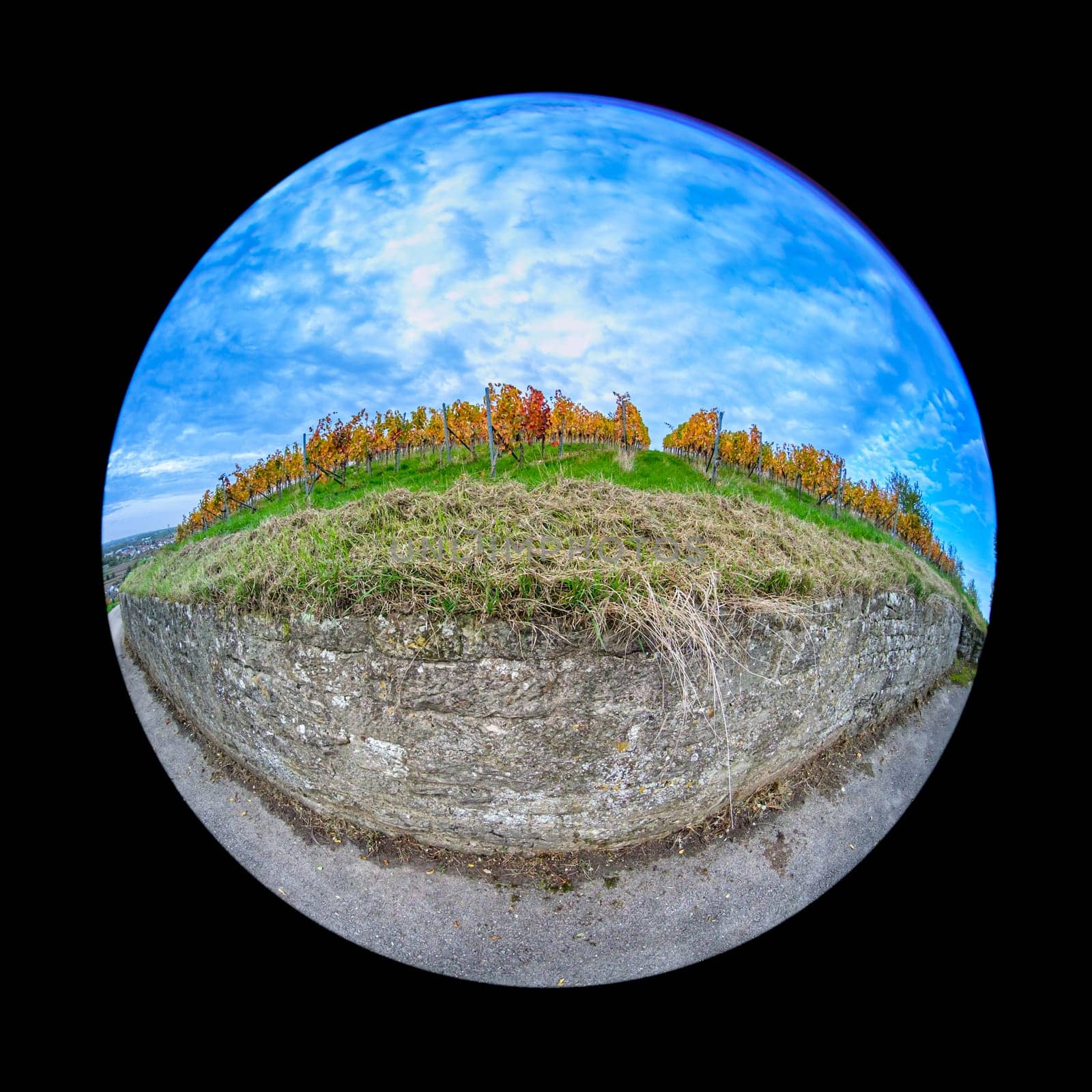 Vineyard in autumn colors with stone wall scene in fish-eye distortion