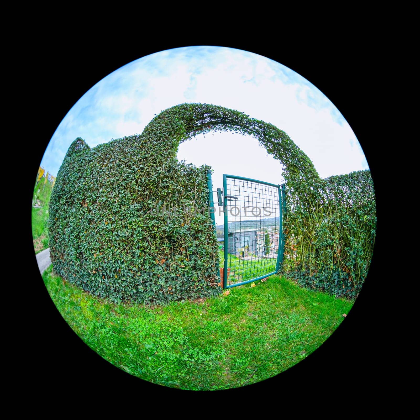 Trimmed green privet hedge with garden entrance gate with fish-eye distortion