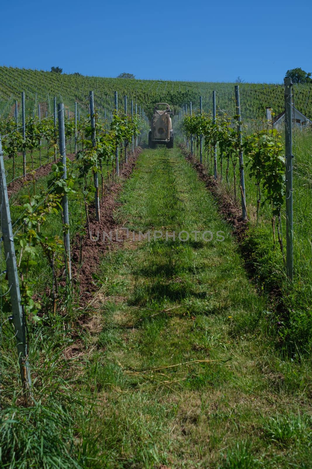 Tractor is spraying pesticide or isecticide in a green vineyard