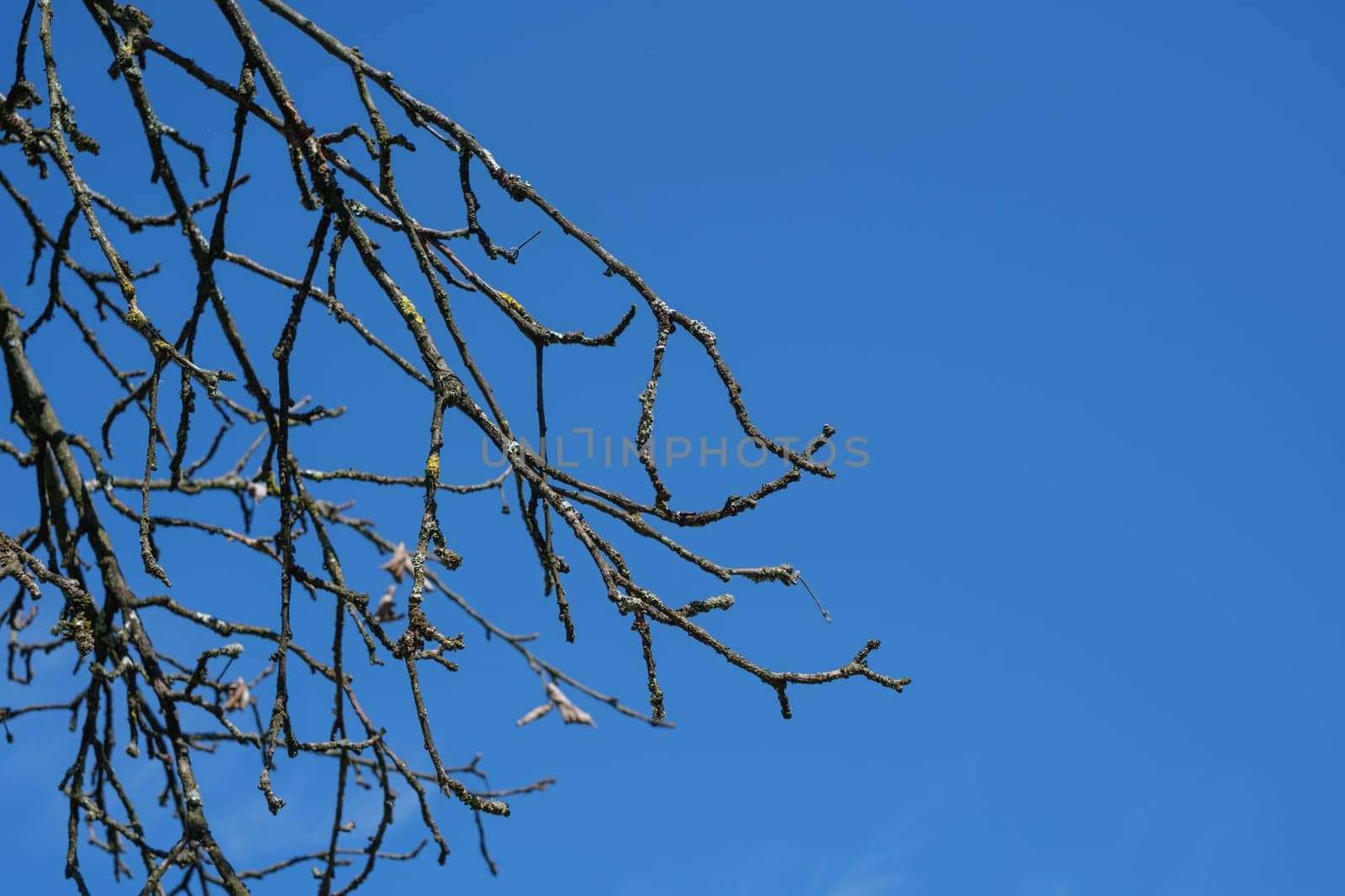 Twigs of an apple tree with lichen and blue sky